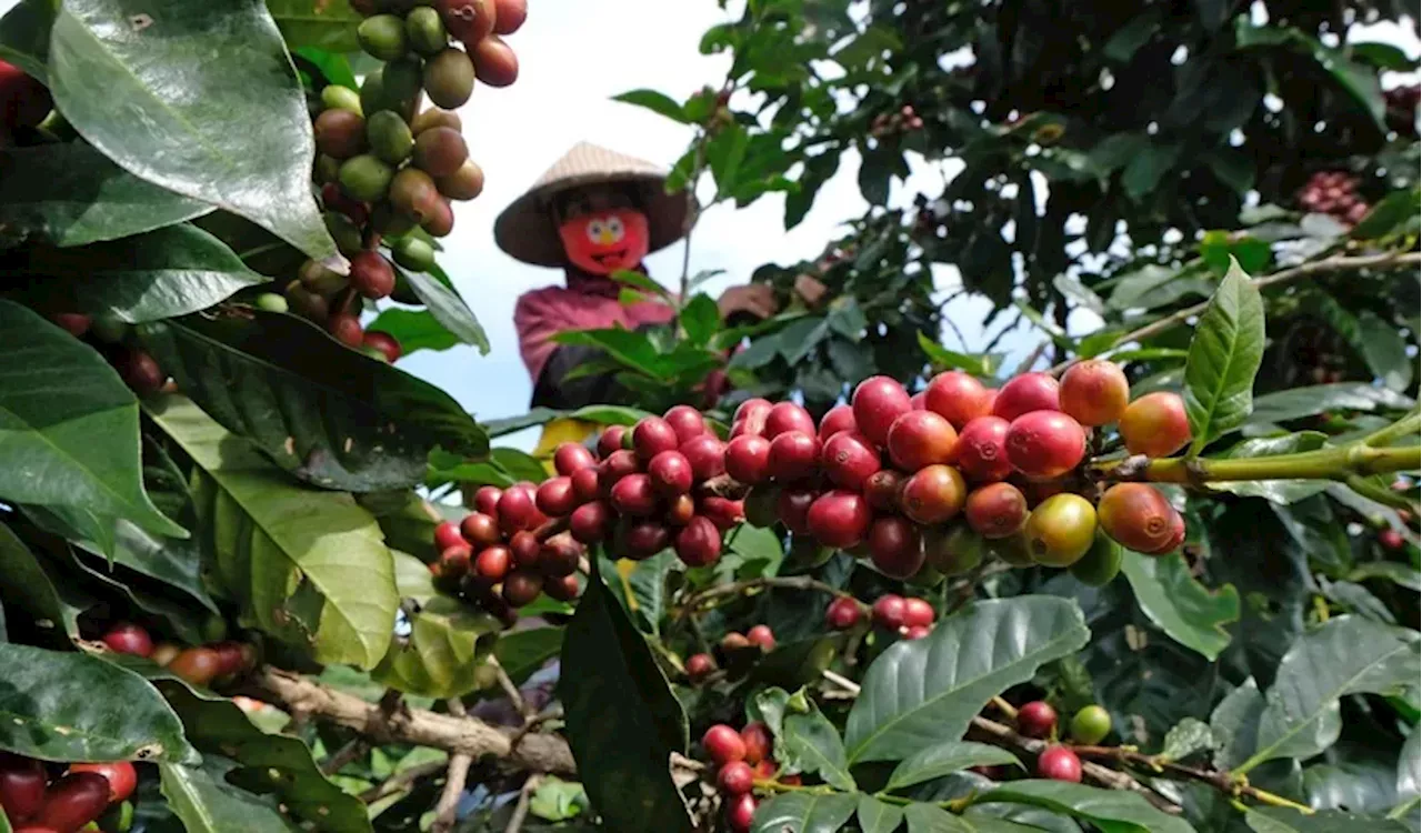 BNI JKK Dukung Petani Kopi Indonesia