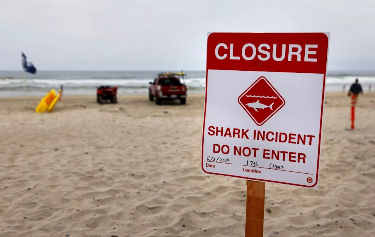 Global Shark Attacks Decline in 2024, but California Incident Sparks Caution