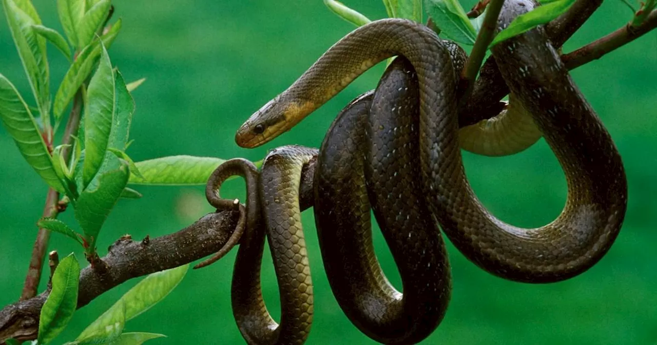 Aesculapian Snakes Are Back in the UK and Renting Our Homes