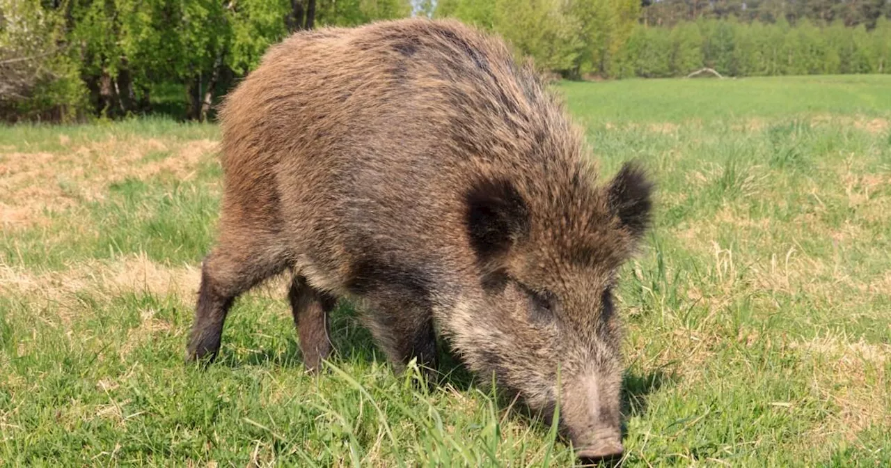 Feral Pigs Deliberately Released in Scottish National Park, Spark Health Concerns