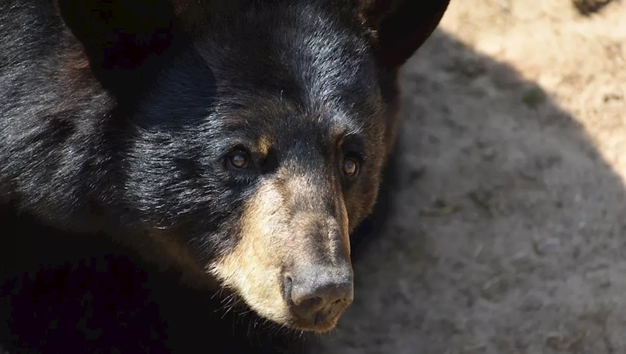 Un ours noir se réfugie sous la maison d'un habitant d'Altadena