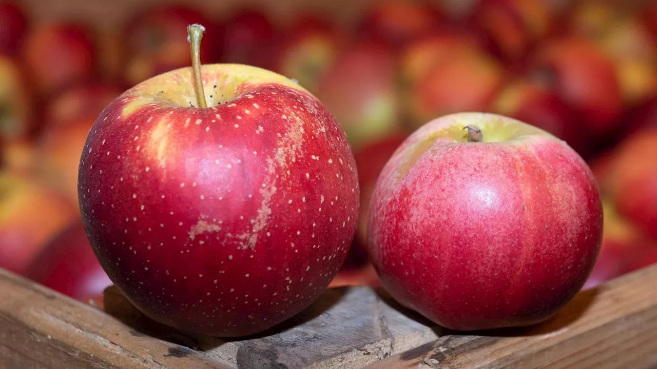 Neue allergikerfreundliche Äpfel ab September in den Supermärkten