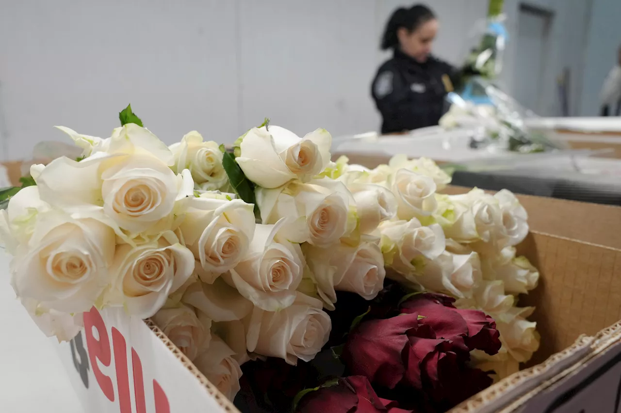 Miami International Airport Processes Nearly 1 Billion Stems of Flowers Ahead of Valentine's Day