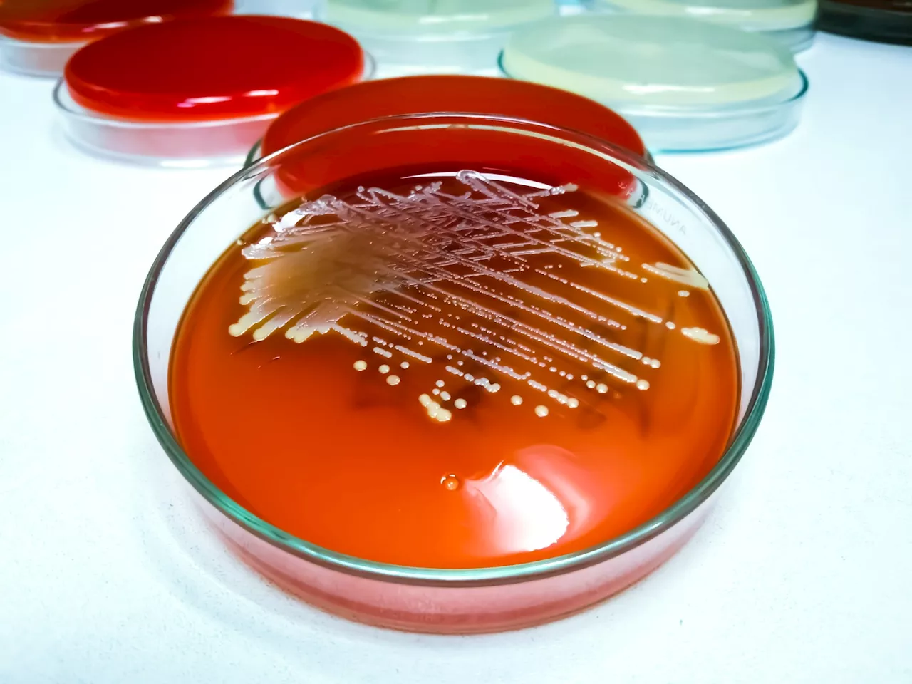 Light-activated therapy reduces antibiotic resistance in Staphylococcus aureus