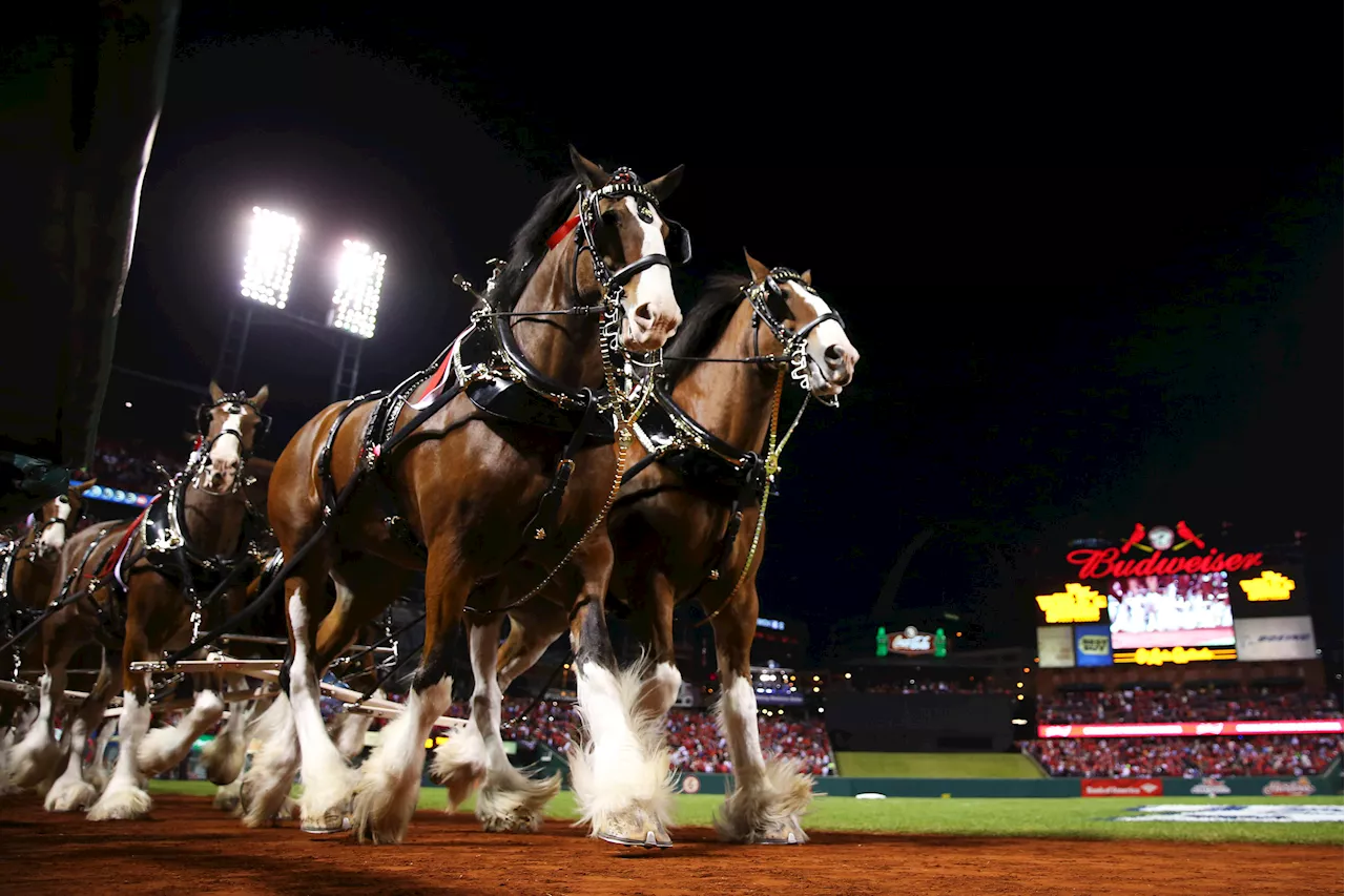 Clydesdales Reign Supreme in Super Bowl LIX Ad Ratings