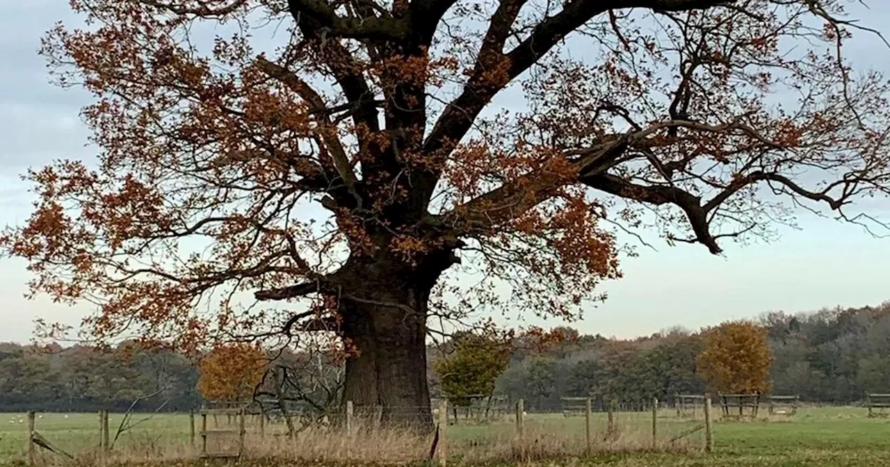 Discover Northamptonshire's Ancient Giants: 11 of the Oldest Trees in Northampton