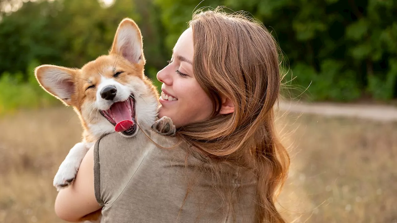 Hund krank? So schützt eine Hundekrankenversicherung