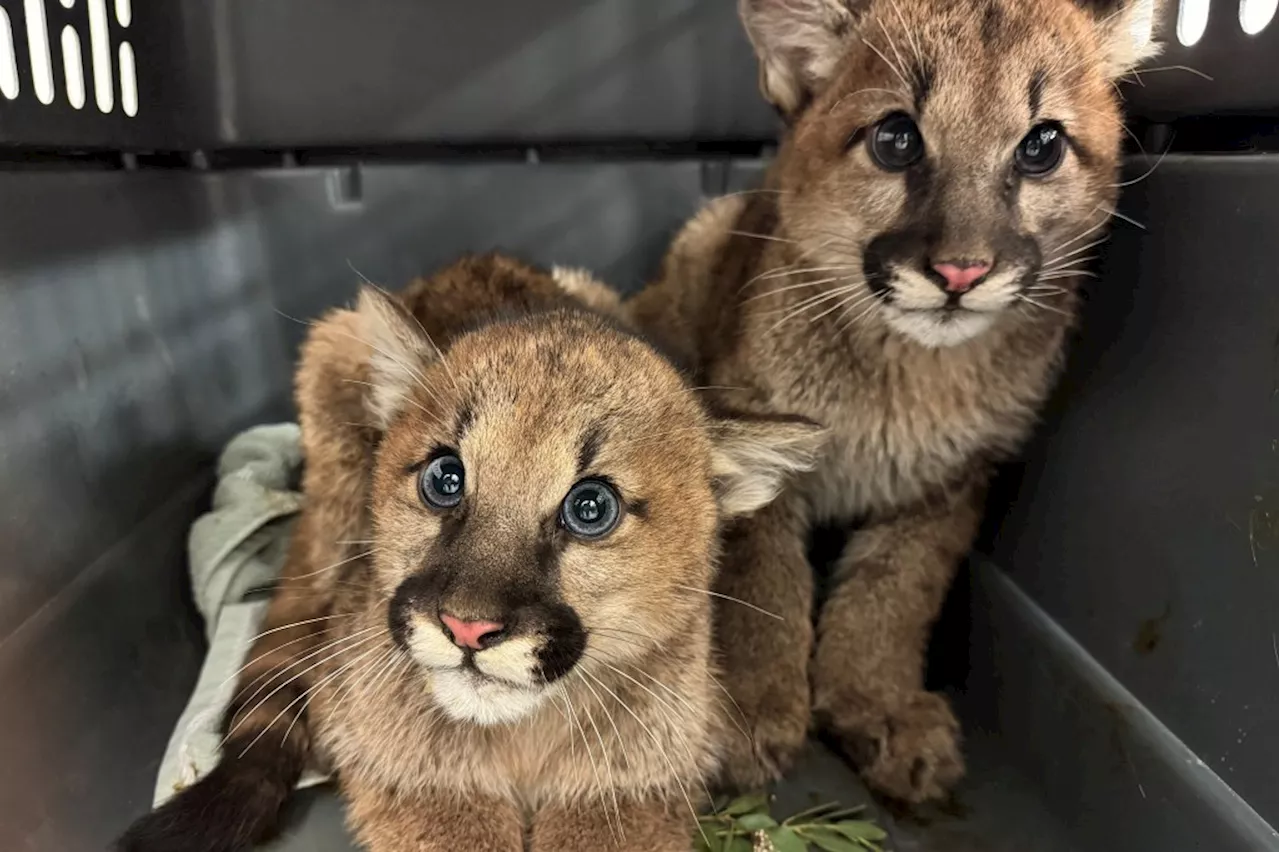 Oakland Zoo: A Haven for Rescued Wildlife and a Progressive Force