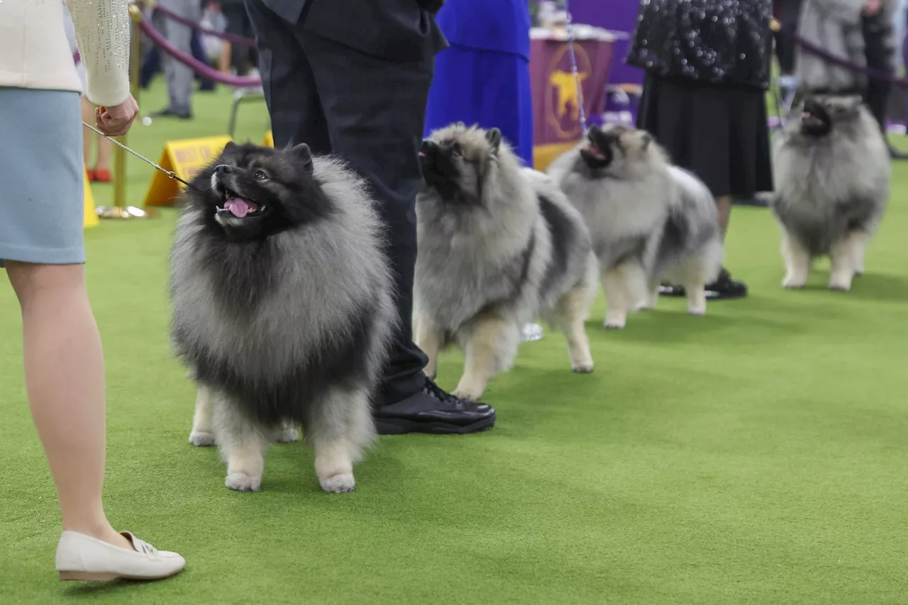 Breaking down the ABC’s of what the Westminster show dogs' names mean