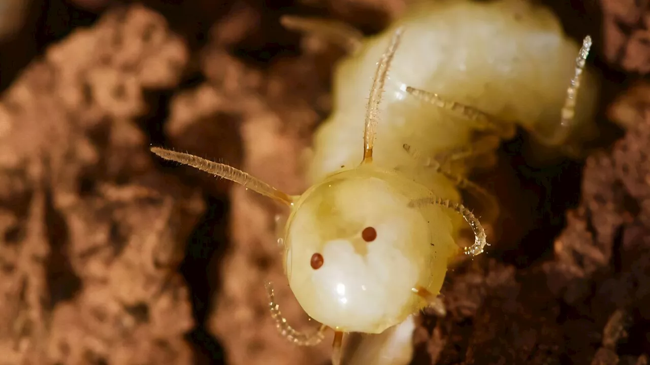 Blow Fly Masters Termite Disguise