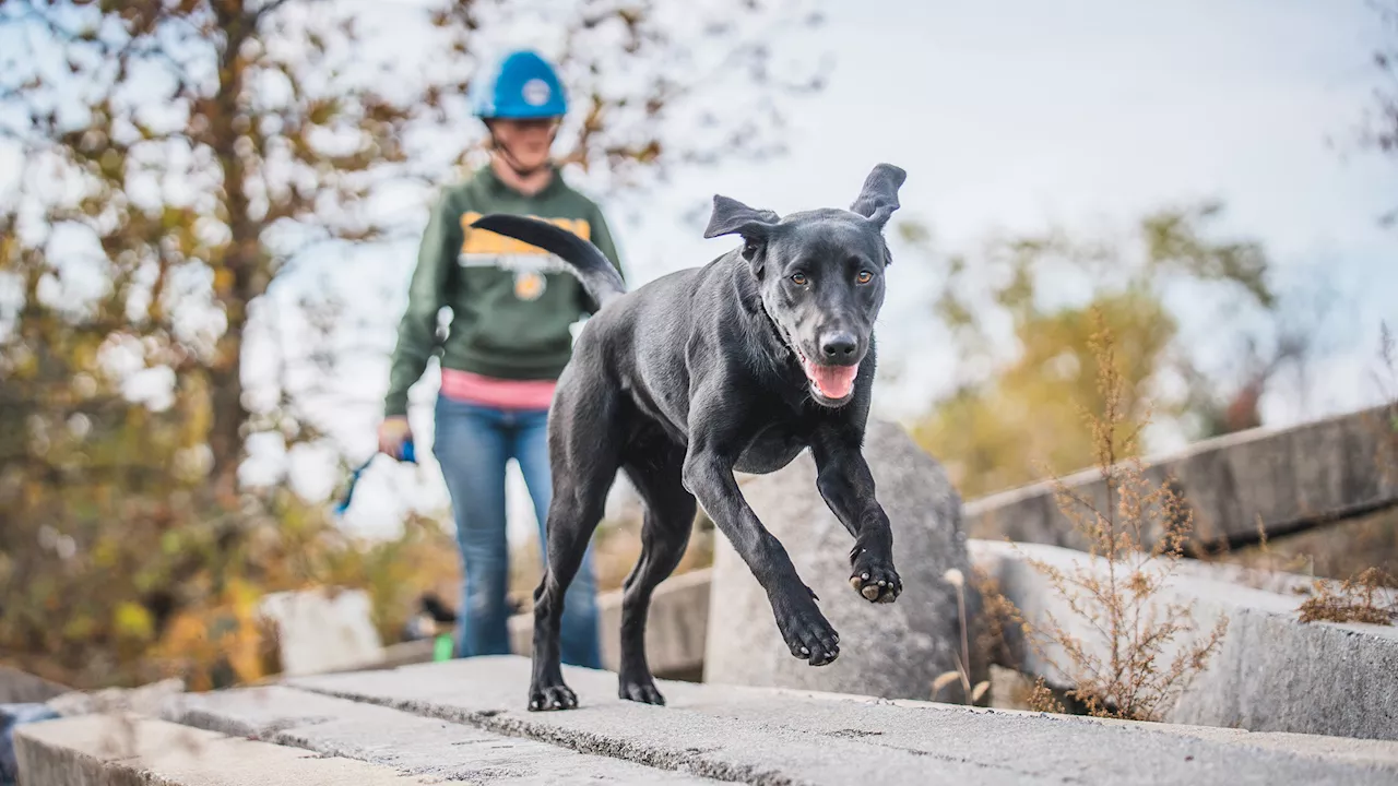 Working Dog Center Helps Canines Find Their Calling