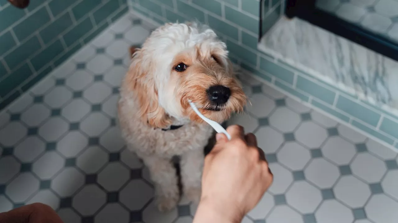 Zähne putzen beim Hund: So macht ihr es richtig