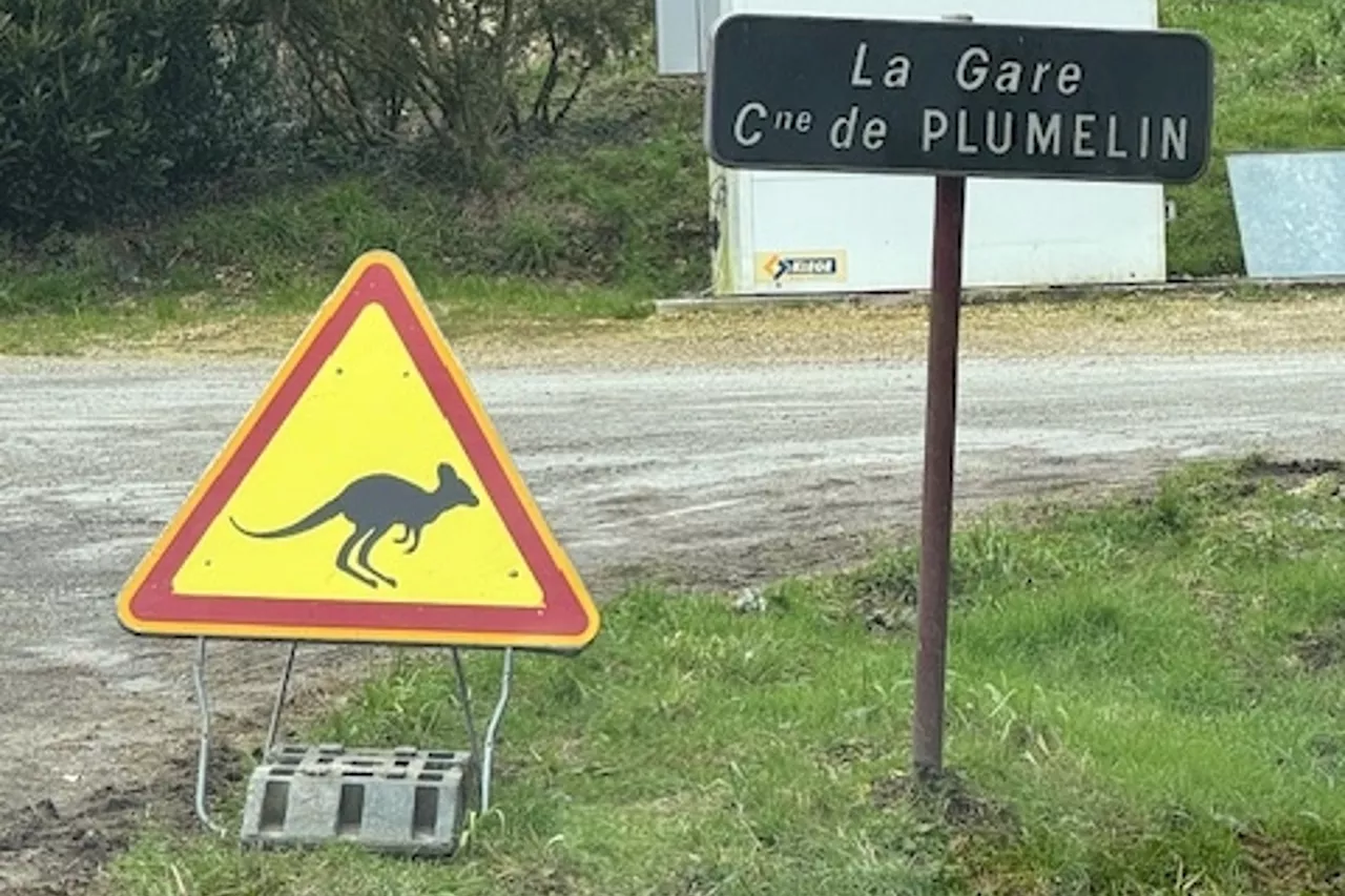 Morbihan : un wallaby qui se promène en liberté devient 'la mascotte du village'