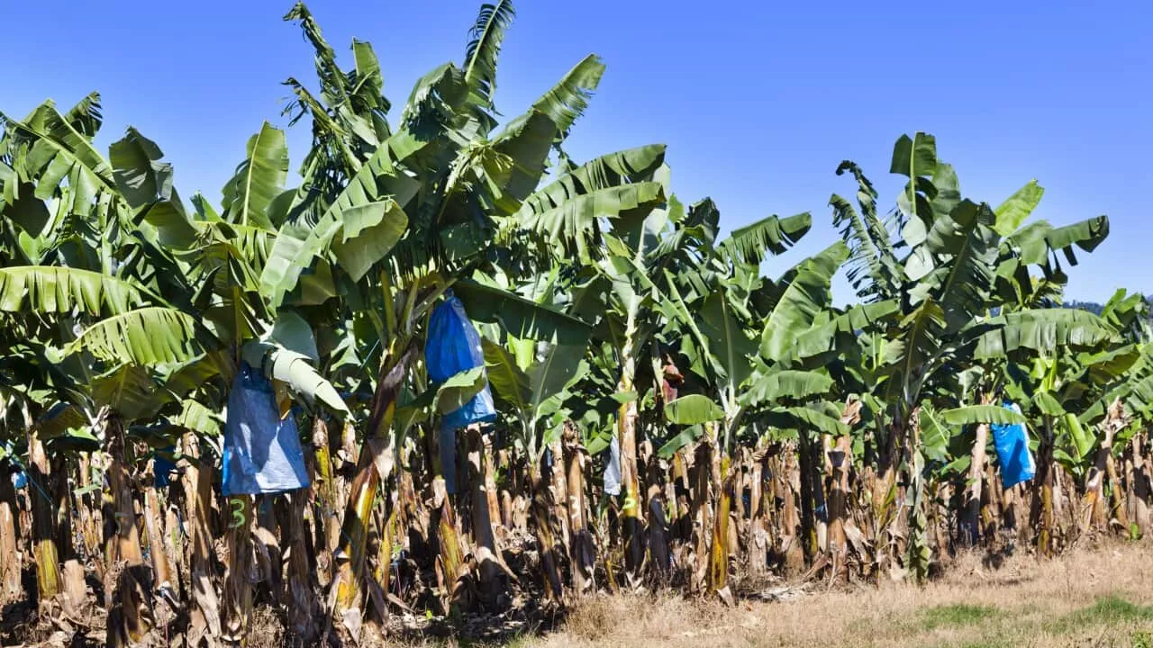 Flooding in North Queensland Could Drive Up Prices of Bananas and Sugar