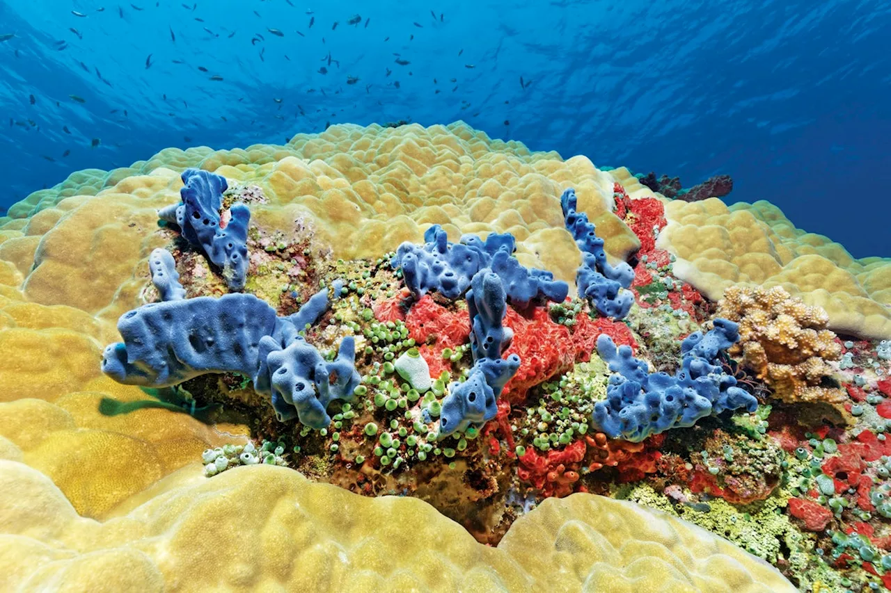 Coral Resilience: Adapting to a Warming World