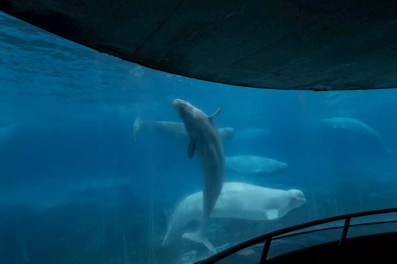 Ontario Politicians Pledge Support for Marineland Animals After Whale Death