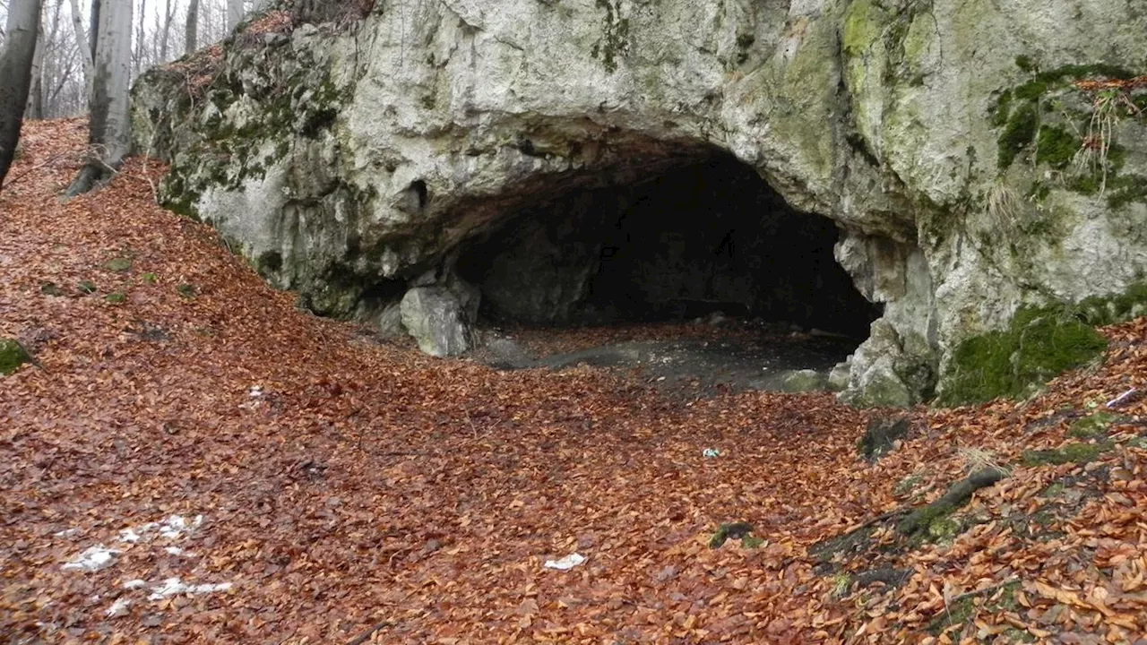 Höhle in Polen: Forscher finden Spuren von Kannibalismus aus der Steinzeit