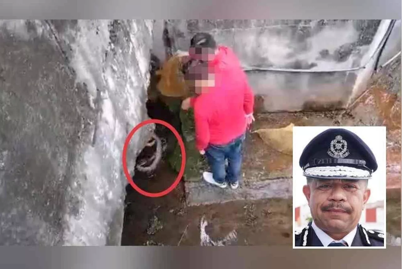 Pythons Released into Drain in Putra Heights