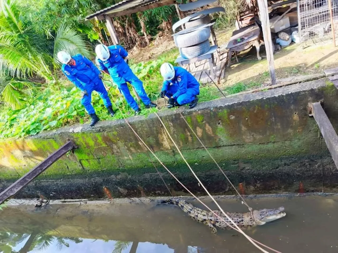 QuickCheck: Was a saltwater crocodile caught in a Sabah suburb?