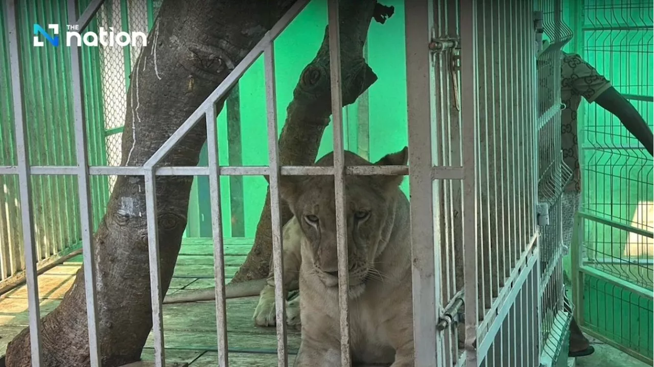 Thai Officials Inspect Home With Pet Lions After Noise Complaints