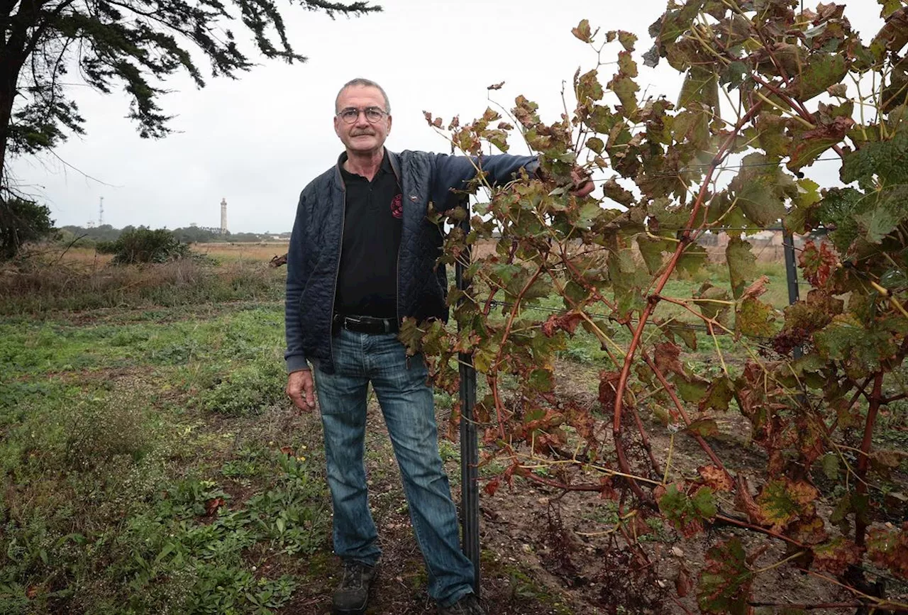 Pineau des îles de Ré et d'Oléron bientôt reconnus officiellement