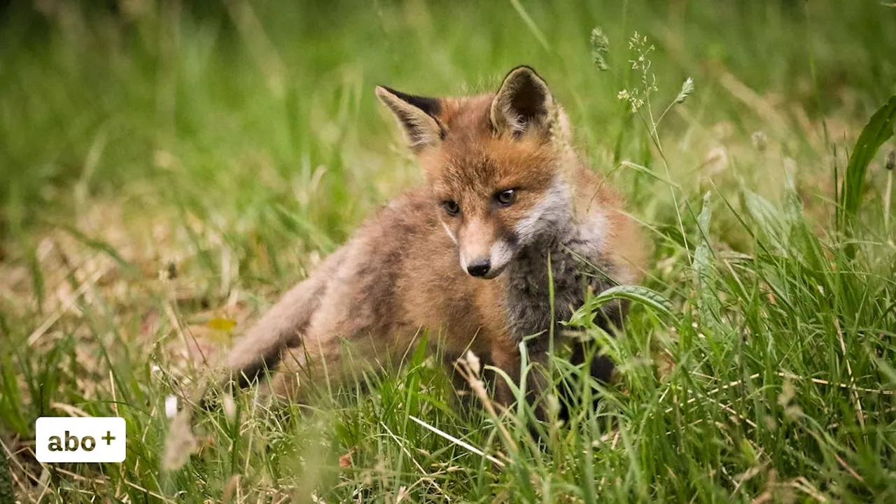 Jagd-Irrtum: Geldstrafe für Fuchs-Schütze