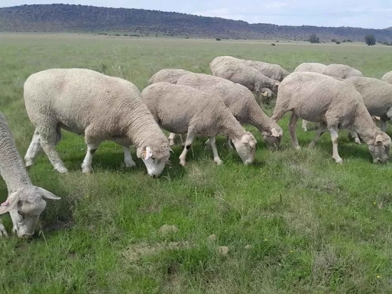 Former Kaizer Chiefs Star Kgotso Moleko Embraces Farming, Hints at Substantial Earnings