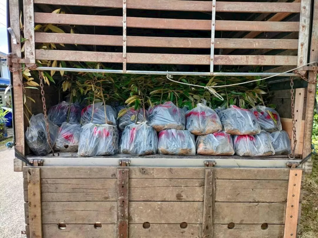 Man Arrested for Smuggling 3,000 Durian Seedlings