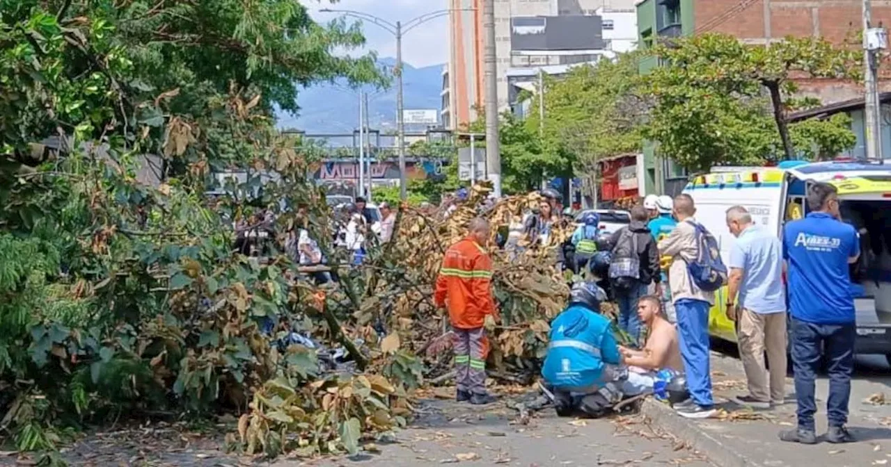 Árbol que tenía orden de tala se desplomó y mató a un policía en Medellín