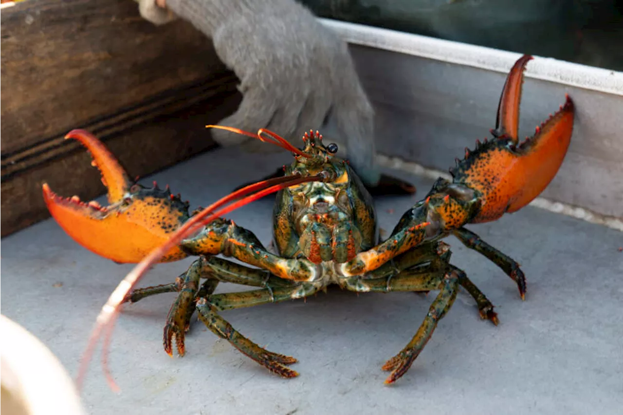 New England Lobster Fishermen Win After Regulators Reverse Stricter Fishing Rules