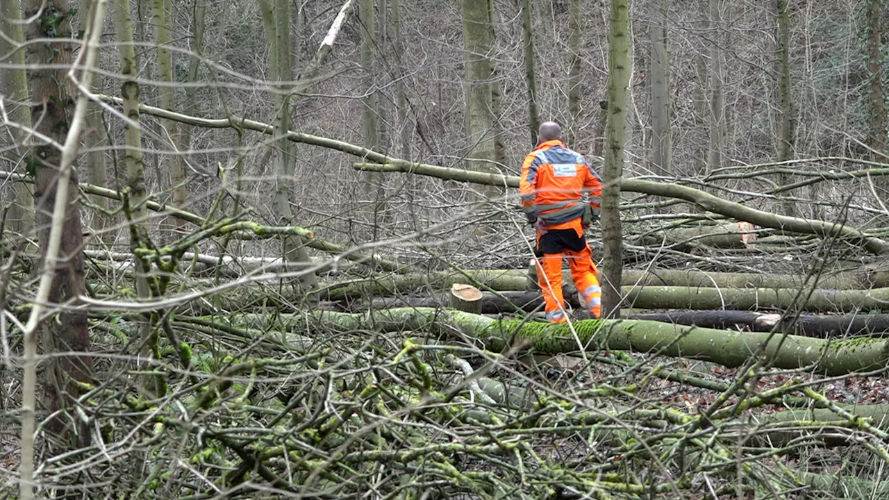 Pilzbefall im Wald: Vorsichtsmaßnahmen in Hattingen-Blankenstein