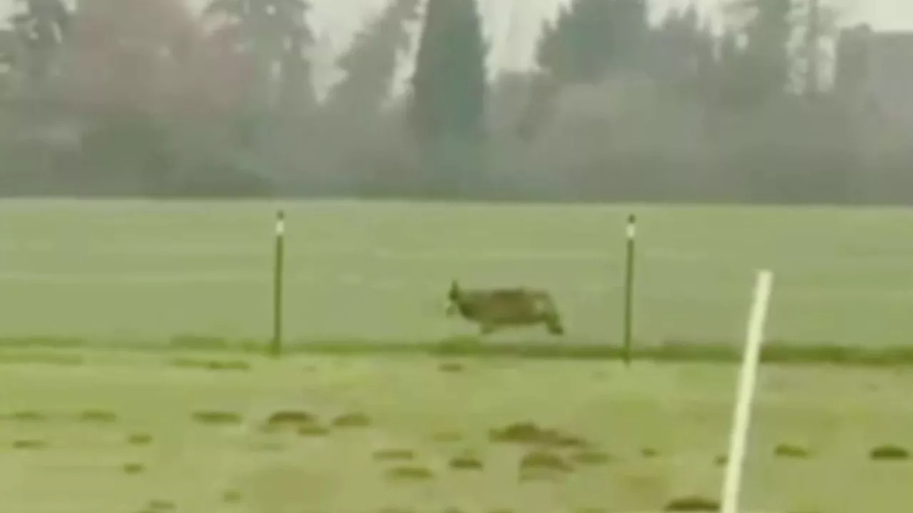 Wolf-Sichtung am Niederrhein: Gymnasium verhängt Pause-Verbot