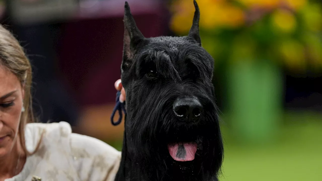 Monty the giant schnauzer wins Westminster dog show