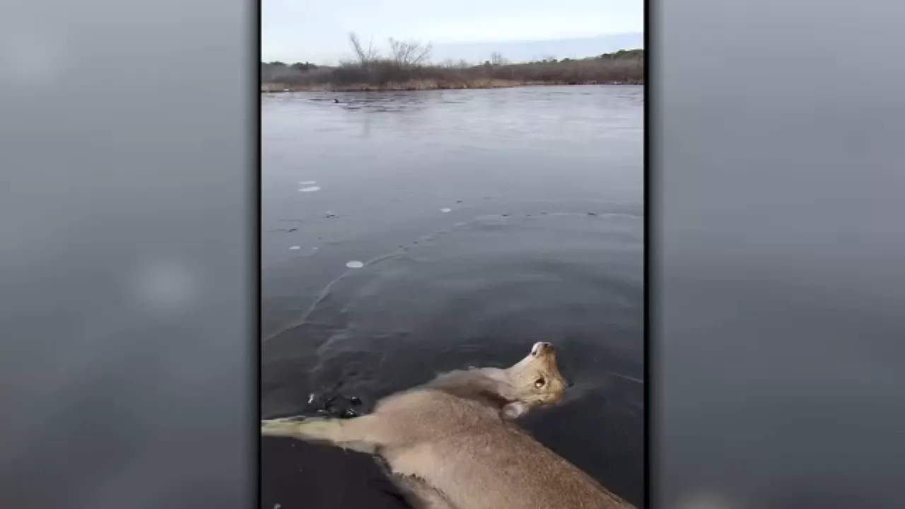 Wildlife Rescuers Save Injured Deer From Icy River