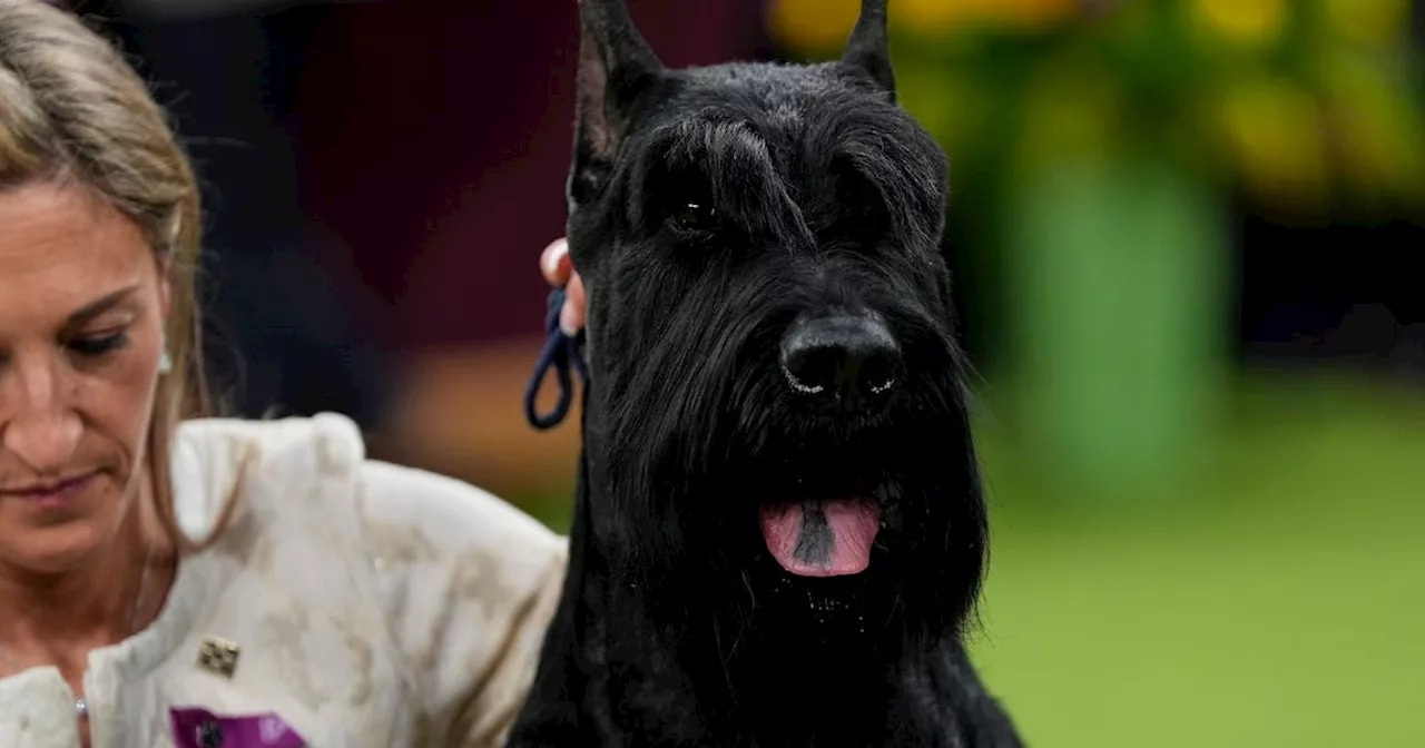 Giant Schnauzer Monty Claims Best in Show at Westminster 2025