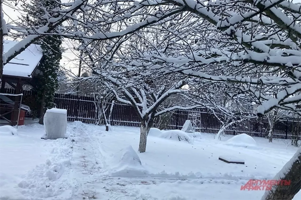 Календарь огородника. Защищаем от опасностей сад в феврале