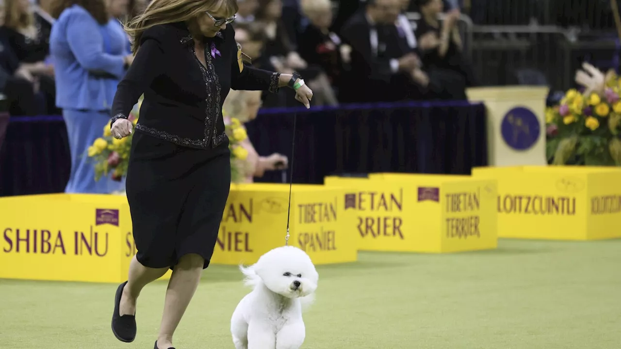 Westminster Kennel Club dog show gears up to crown a champion