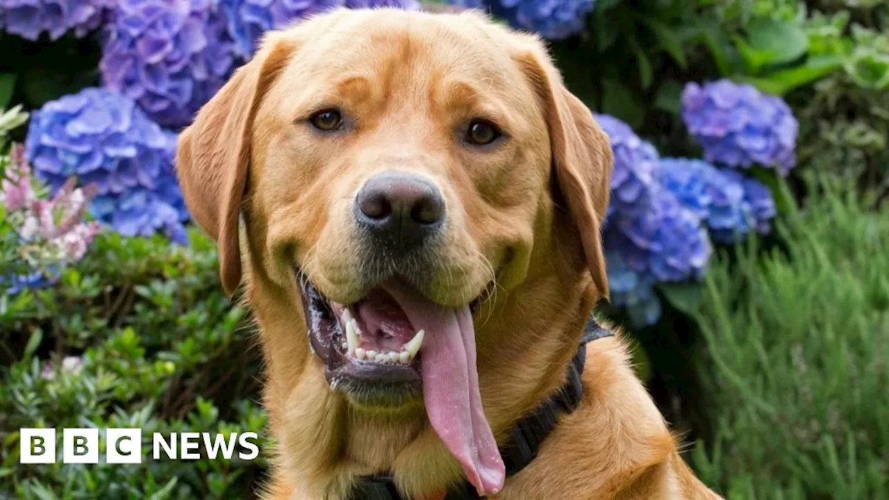 Guide Dog Ian's Final Walk Draws Hundreds of Tributes