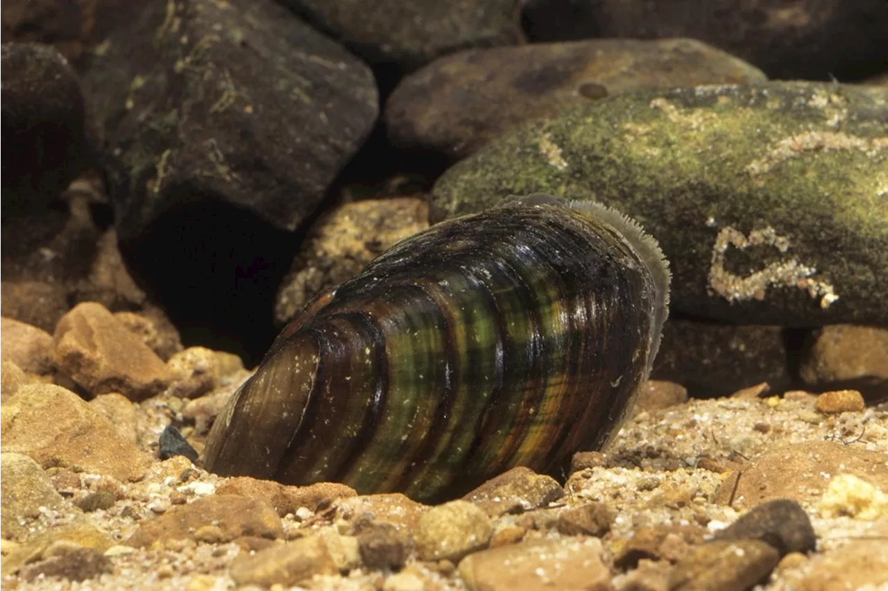 Bachmuscheln in Bayern kämpfen gegen Trockenheit