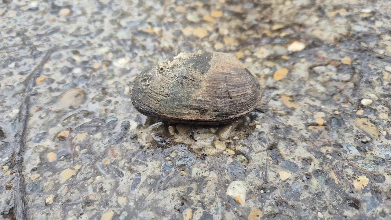 Biberbauwerke-Entfernung: Bachmuscheln in Obenhausen getötet