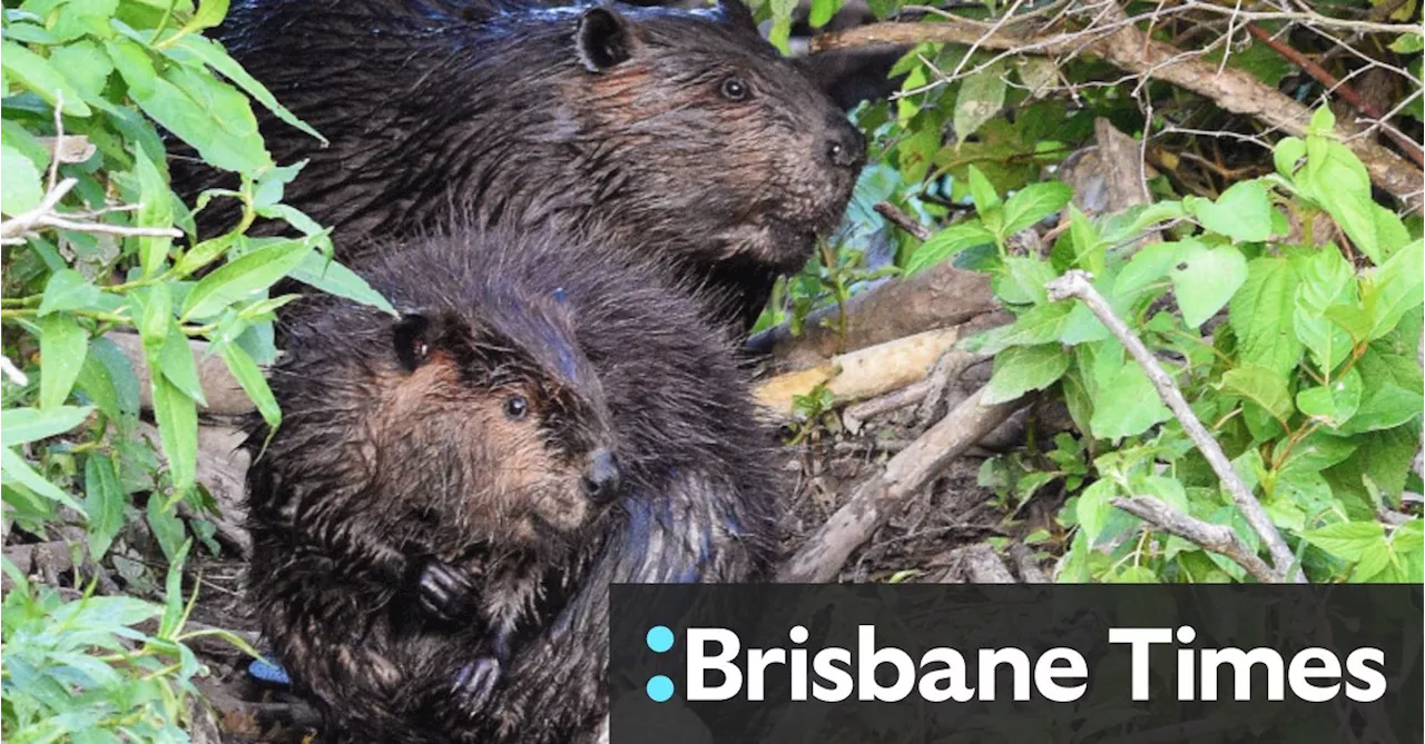 Beavers Complete Czech Dam Project, Saving Millions