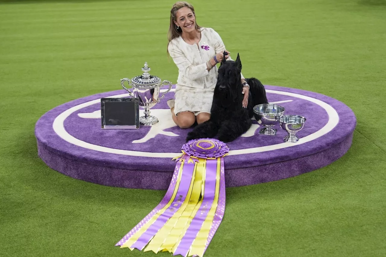 Giant Schnauzer Monty Wins Top Prize at Westminster Dog Show