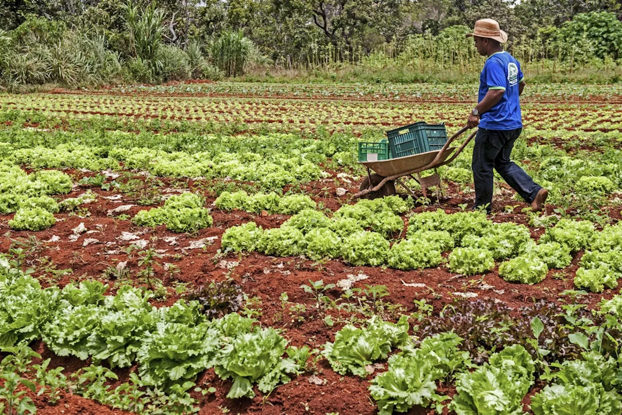 Lula oficializa programa Desenrola Rural para agricultores endividados