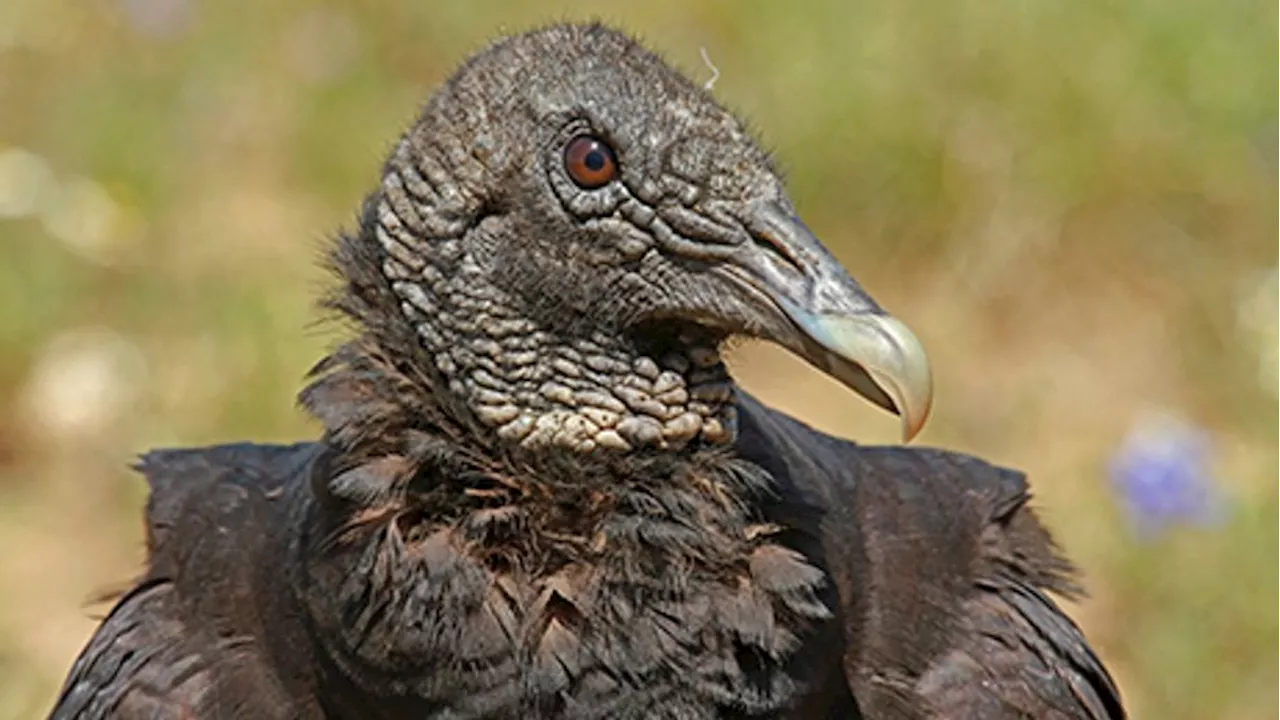 Multiple Black Vultures at Landa Park Die From Avian Flu