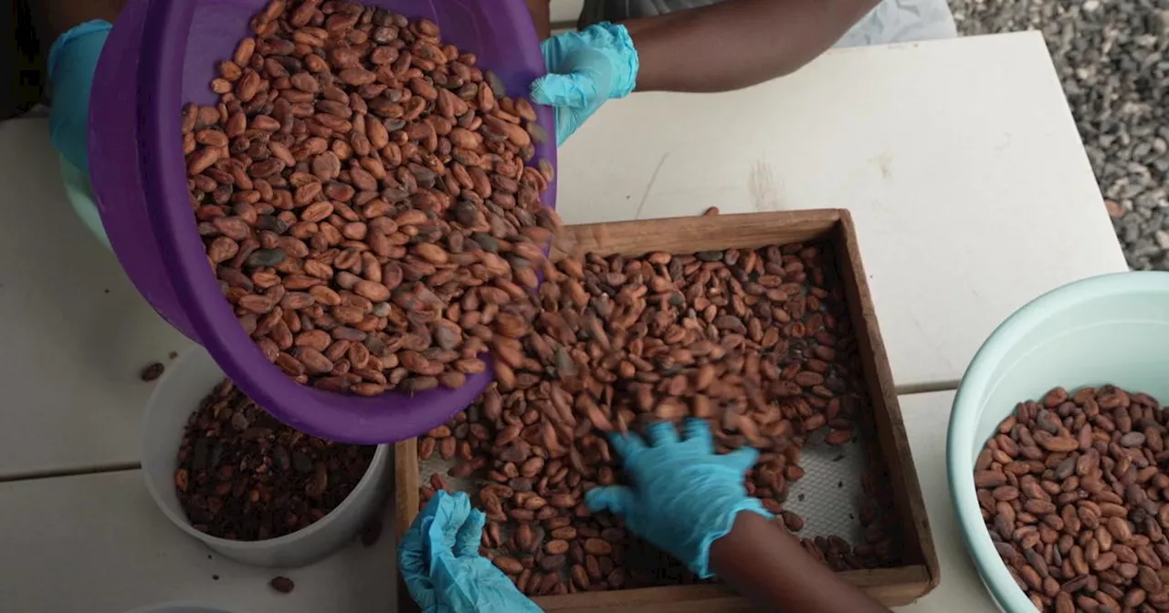 Climate Change Threatens Chocolate Supply and Drives Up Prices