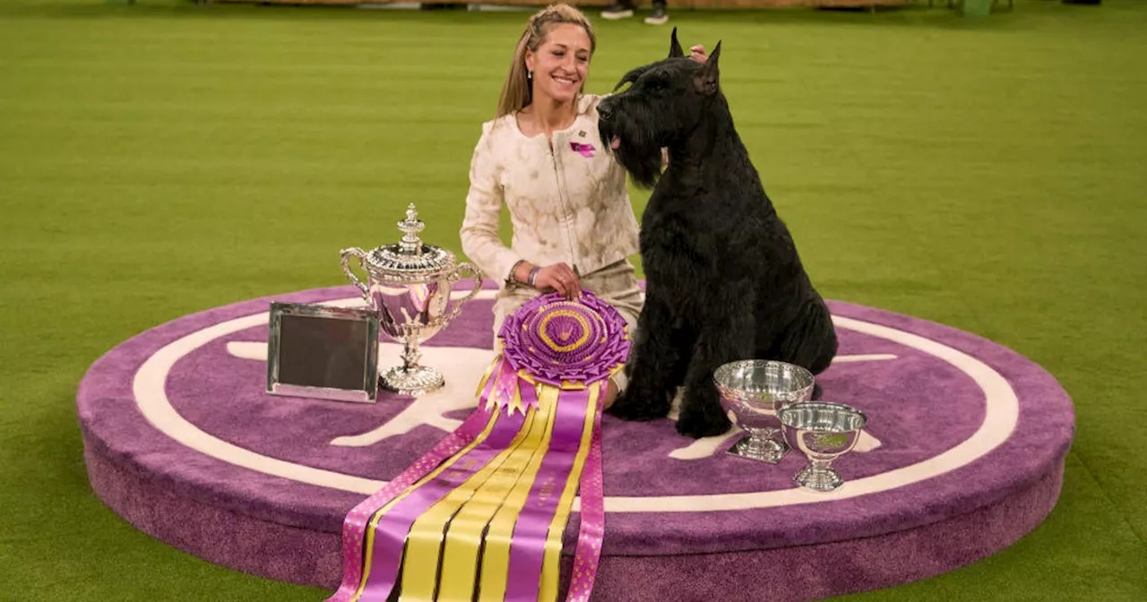 Giant Schnauzer Monty Reigns Supreme at 149th Westminster Kennel Club Dog Show