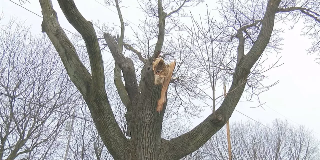 City of Cleveland agrees to remove nuisance tree, couple demands more