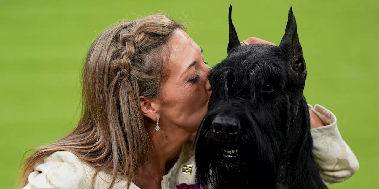 Giant schnauzer named Monty wins best in show at Westminster Kennel Club dog show