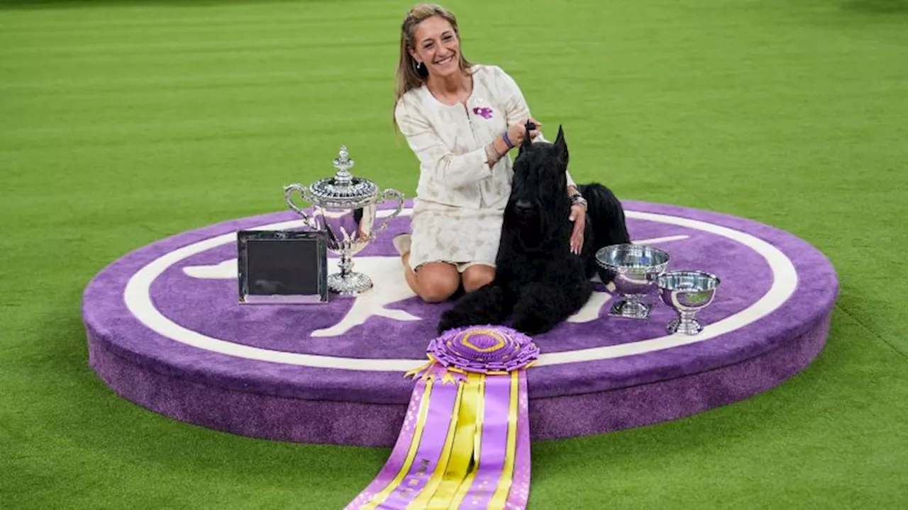 Monty the Giant Schnauzer wins Best in Show at the Westminster Kennel Club Dog Show