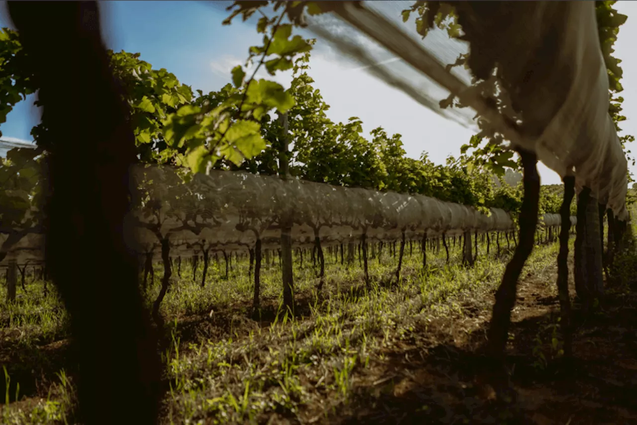 Sul de Minas Gerais se torna nova Indicação Geográfica para Vinhos